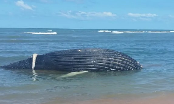 Baleia aparece morta em Mar Azul, Aracruz