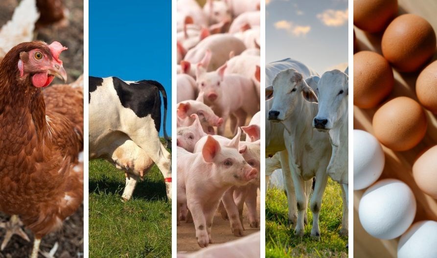 Produção animal no Espírito Santo tem alta no abate de aves e ovos