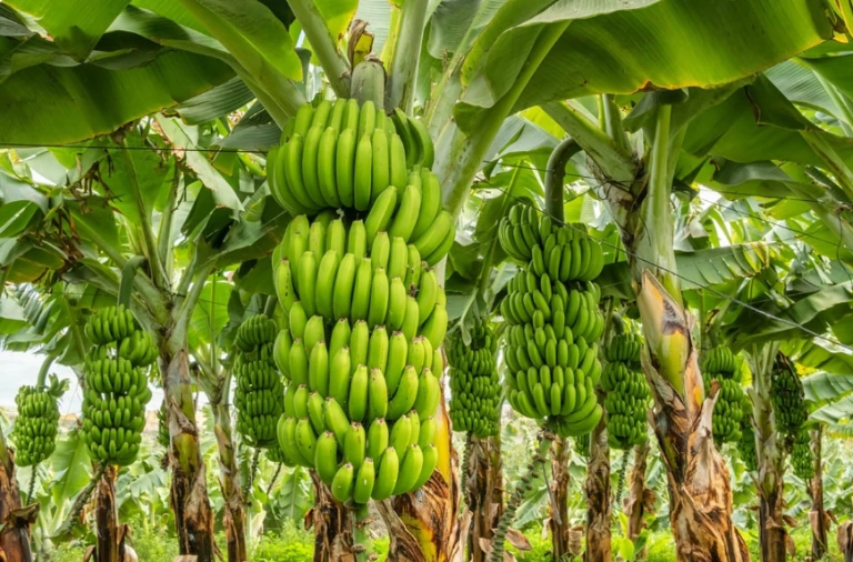 Espírito Santo é o 7º maior produtor de banana do Brasil