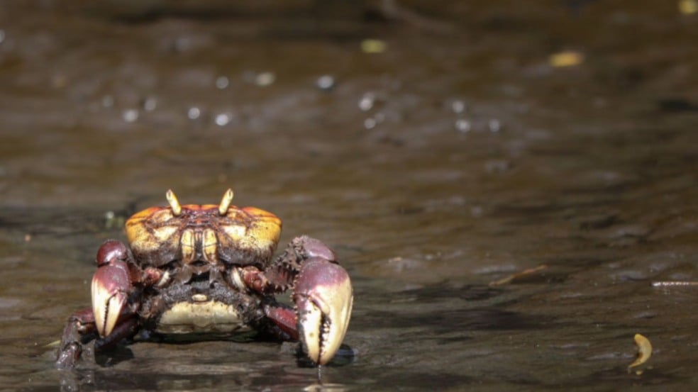 Período de defeso do caranguejo-uçá começa dia 1º de outubro