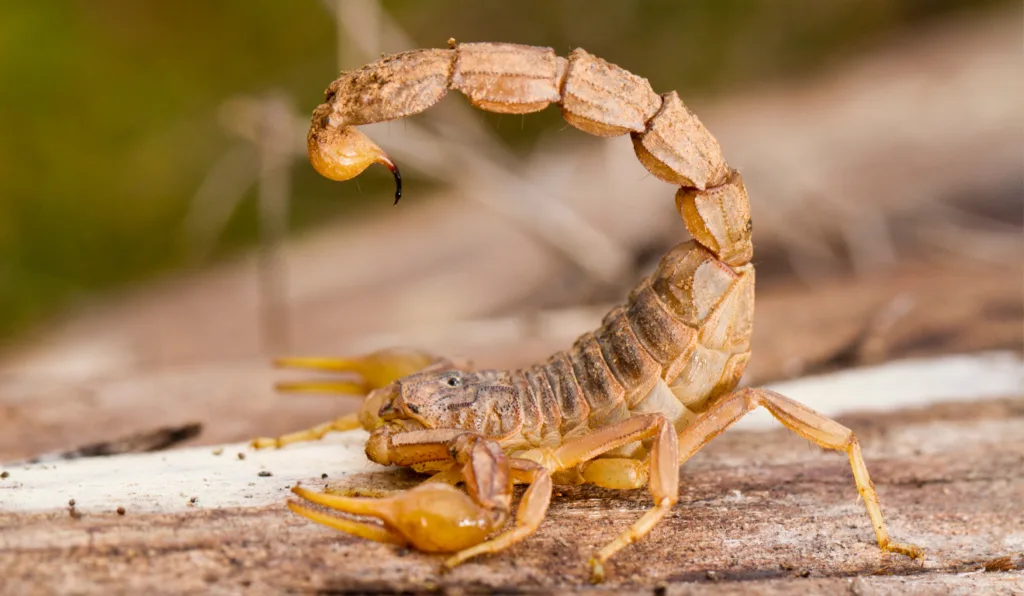 Criança é picada por escorpião em berçário de creche em Ibiraçu