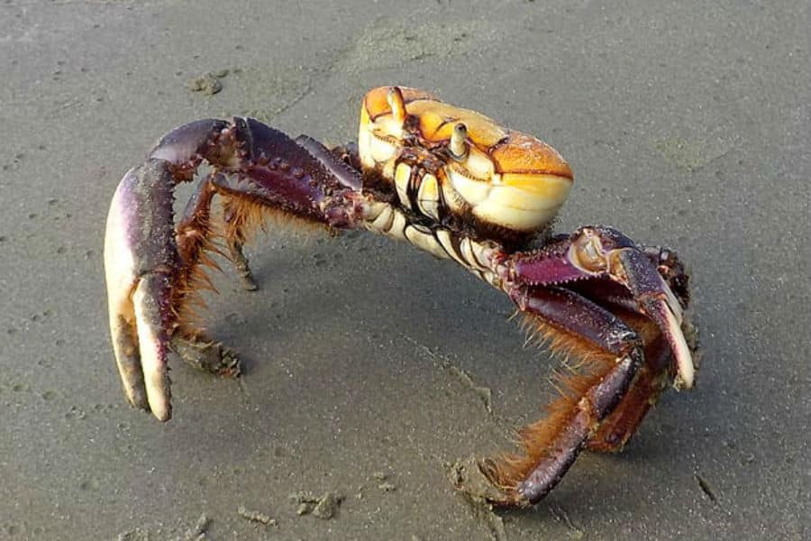 Período do defeso do Caranguejo-Uçá começa nesta semana