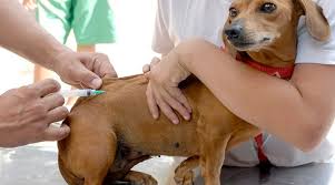 “Dia D” da Campanha de Vacinação Antirrábica será no próximo sábado em João Neiva