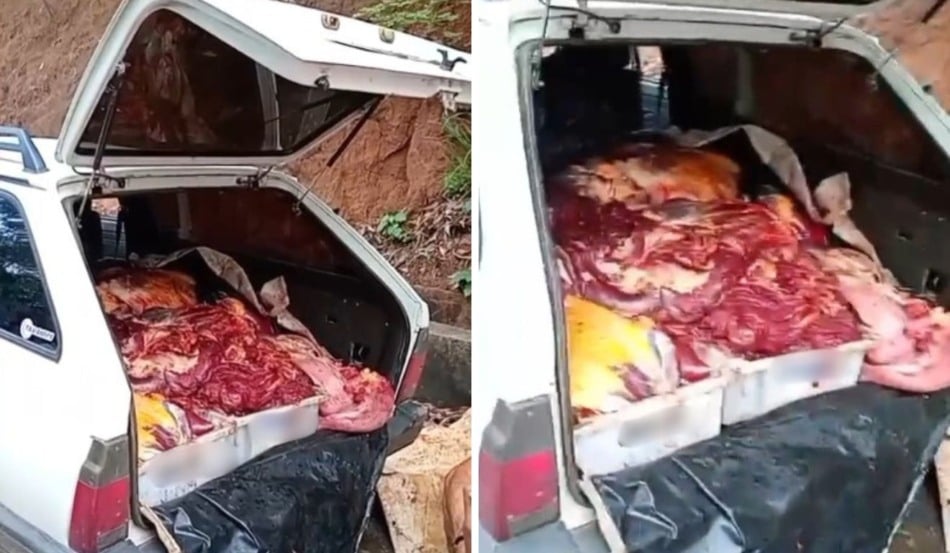 Aracruz | Homens são detidos com 390 kg de carne de cavalo que seriam vendidas em Vitória