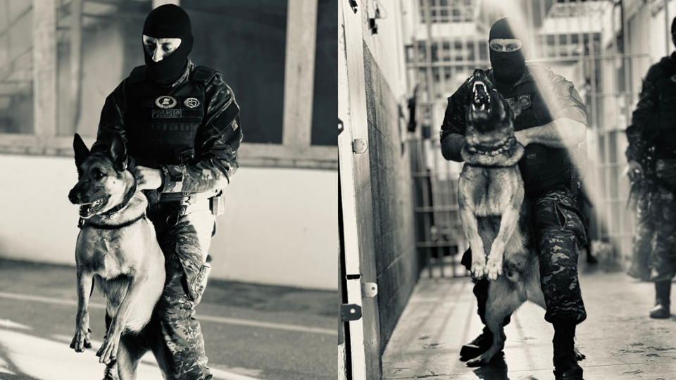Cães da Polícia Penal reforçam operações e contribuem para a segurança pública no Espírito Santo