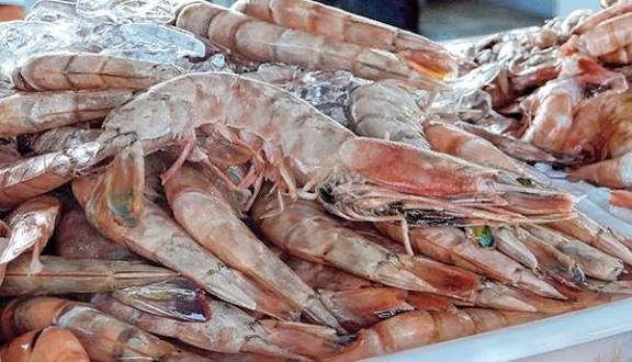 Defeso do camarão começa nesta segunda-feira (1º) e reforça a proteção das espécies