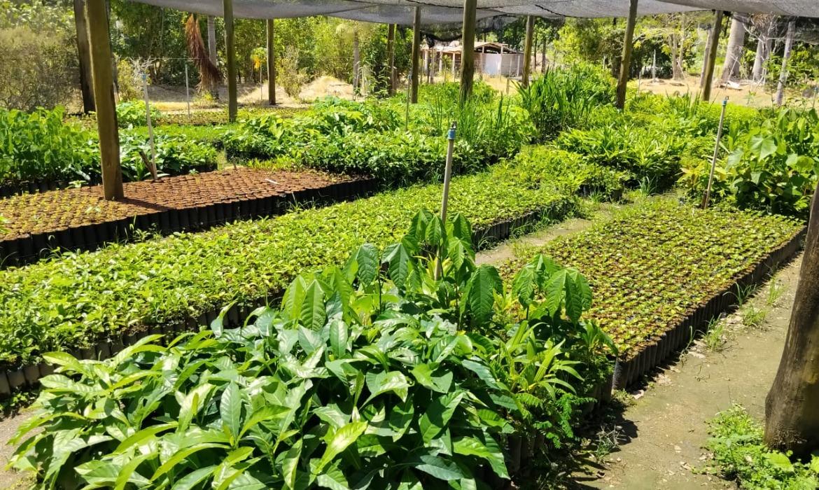 Viveiro de Aracruz produz mais de 50 mil mudas durante 2025