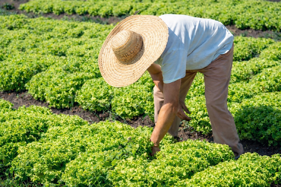 Incaper emite mais de 60% dos CAFs no Espírito Santo e garante acesso de milhares de famílias rurais a políticas públicas