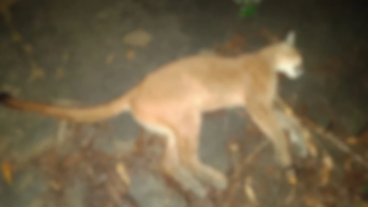 Onça-parda é encontrada morta após ser atropelada em Aracruz