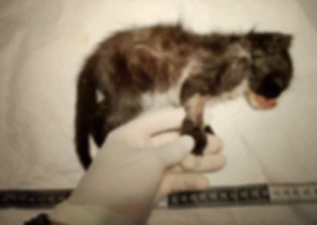 DP de Fundão identifica e indicia suspeita por maus-tratos que resultaram na morte de animal