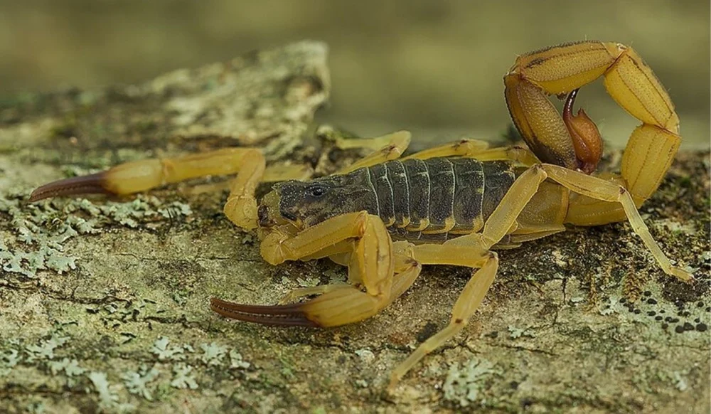 ES registra quase 90 ataques de escorpião neste ano