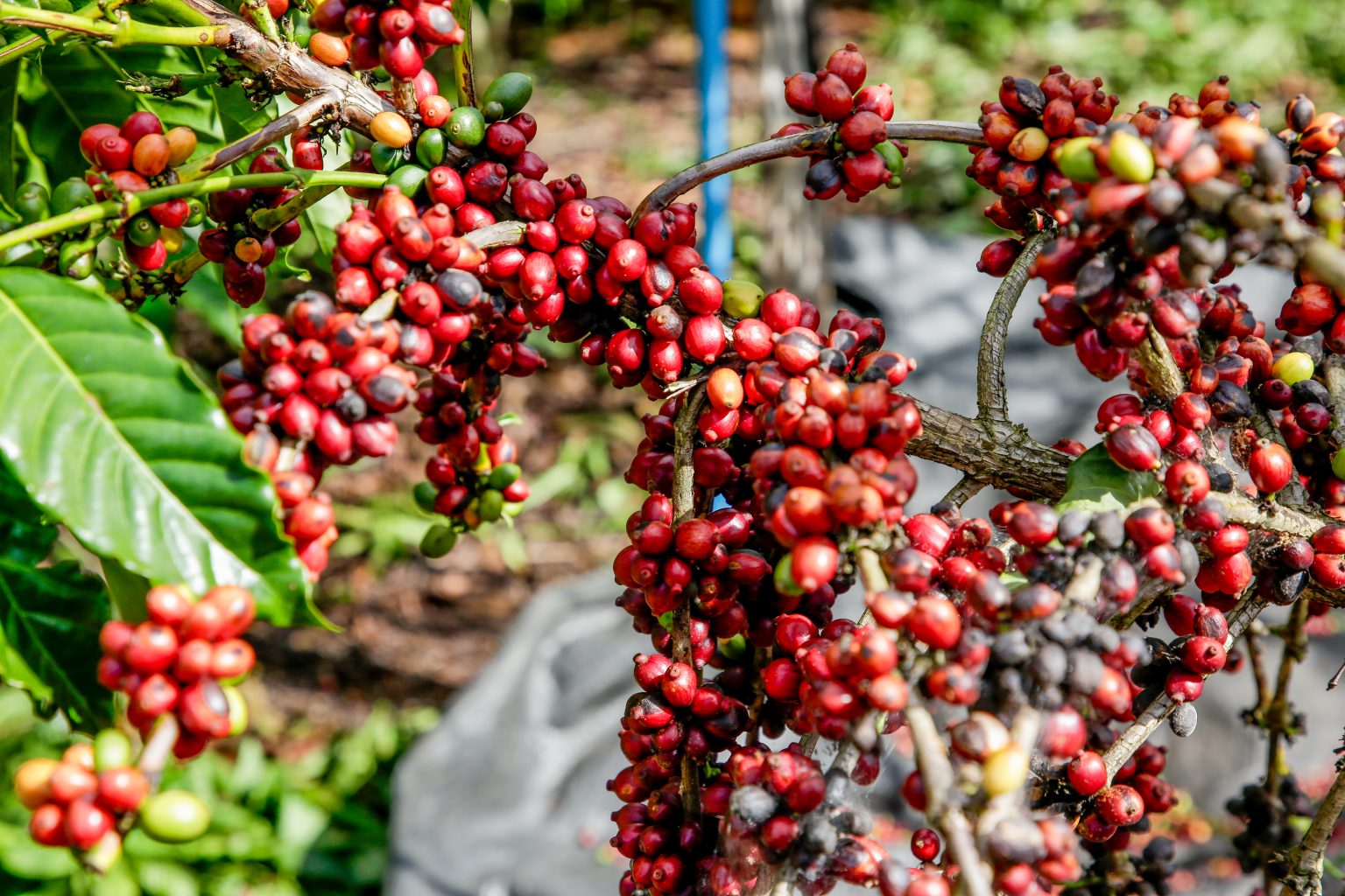 Aracruz lança 1º Concurso de Qualidade do Café Conilon para valorizar produção sustentável