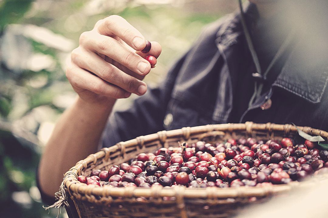 Produção de café no Espírito Santo lidera conilon no Brasil e bate recorde de empregos