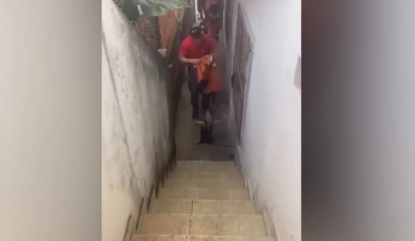 Tamanduá invade casa em Aracruz e dá trabalho aos bombeiros em resgate