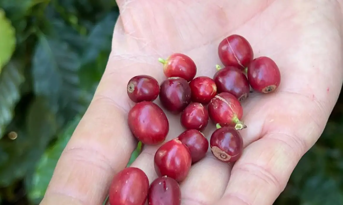 China zera tarifa do café brasileiro