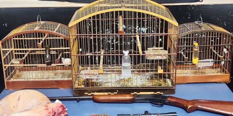 Denúncia anônima leva à apreensão de armas e animais em Ibiraçu
